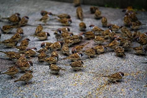 太阳花风水 麻雀死掉